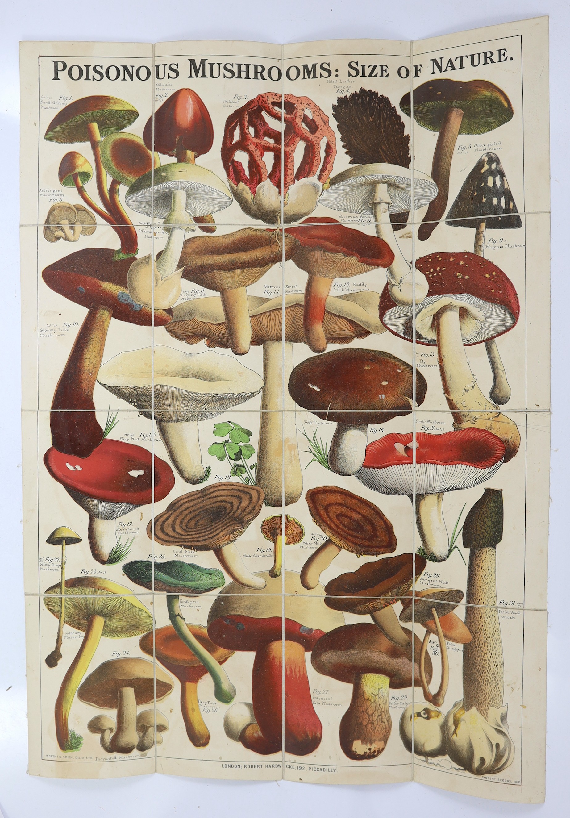Culpeper, Nicholas - Culpeper's Complete Herbal ... To Which are now first annexed his English Physician Enlarged ... forming a complete Family Dispensatory ... portrait frontis and 40 hand-coloured plates